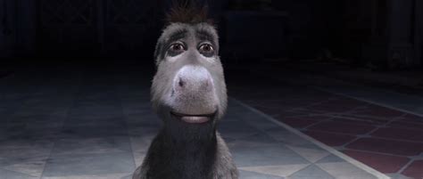 staring donkey|donkey lightskin stare.